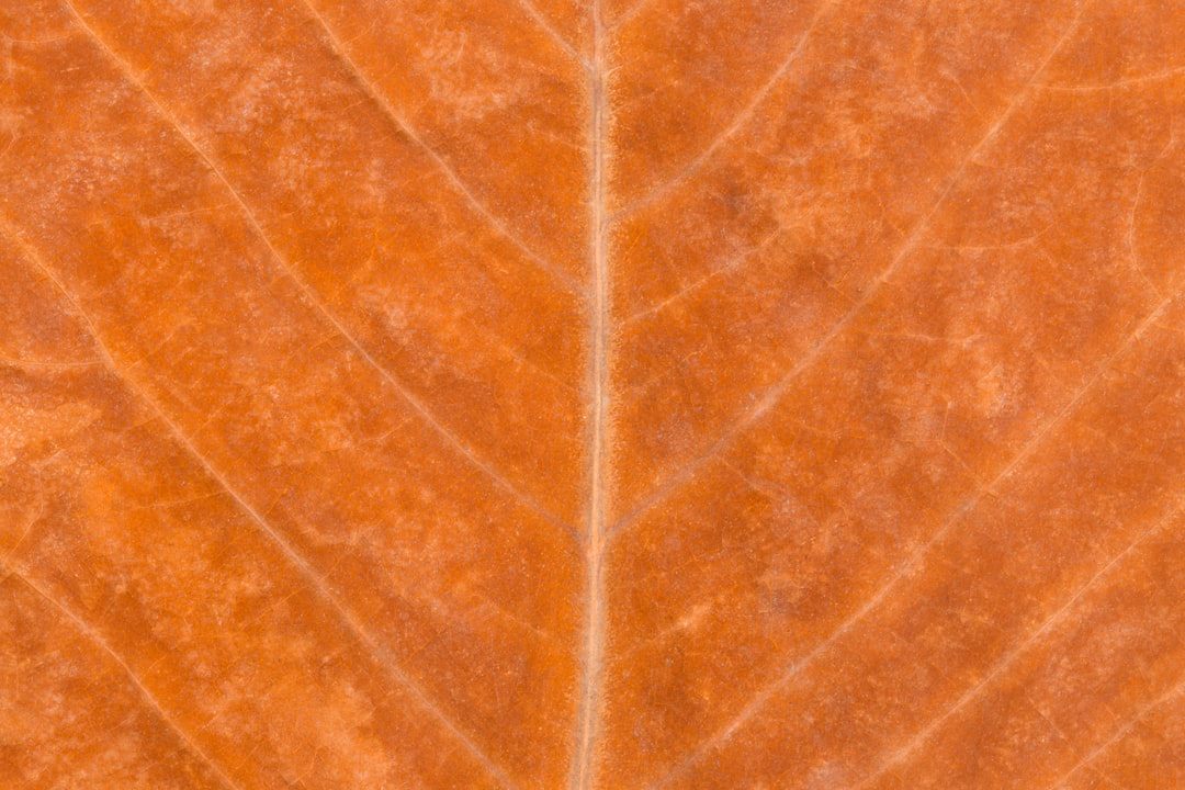 Photo tartru