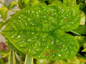 Photo periimplantitis